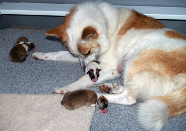 Misty cleaning Pup5