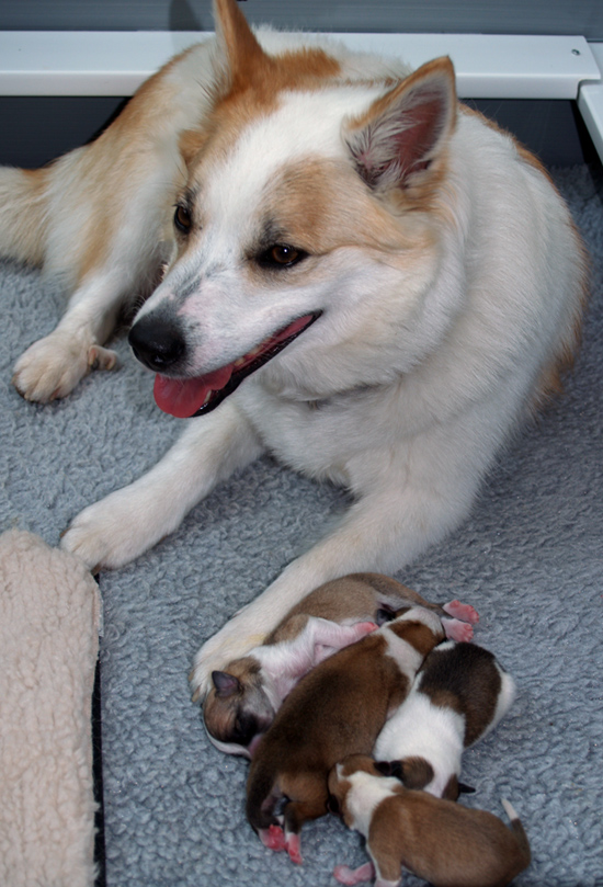 Misty relaxing while puppies sleep