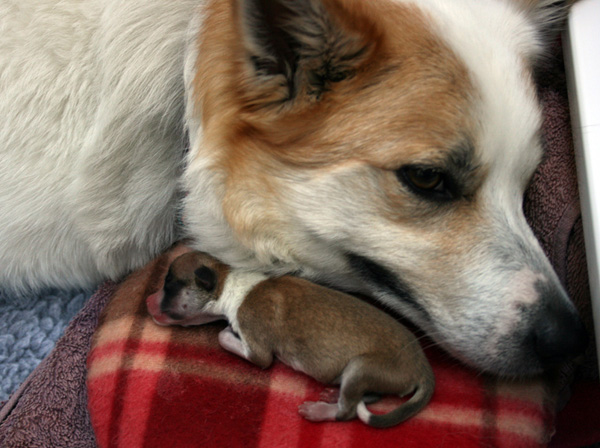 Misty with Pup2