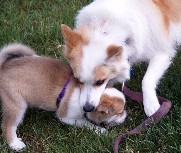 Misty and Katla