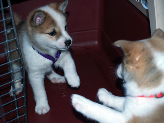 Katla called dibs on the crate but Hekla wants in