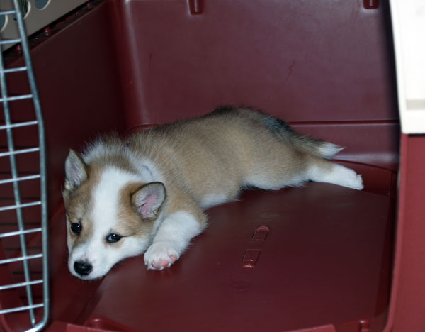 Katla likes the crate too