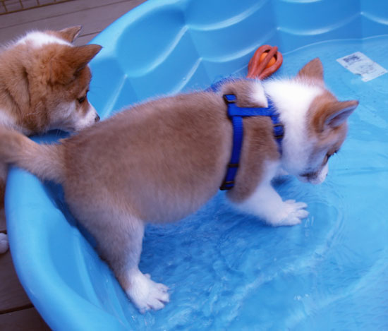 Keilir loves the pool