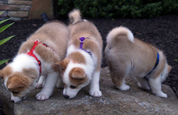 Hekla, Katla and Keilir