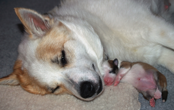 Misty and Katla snuggle