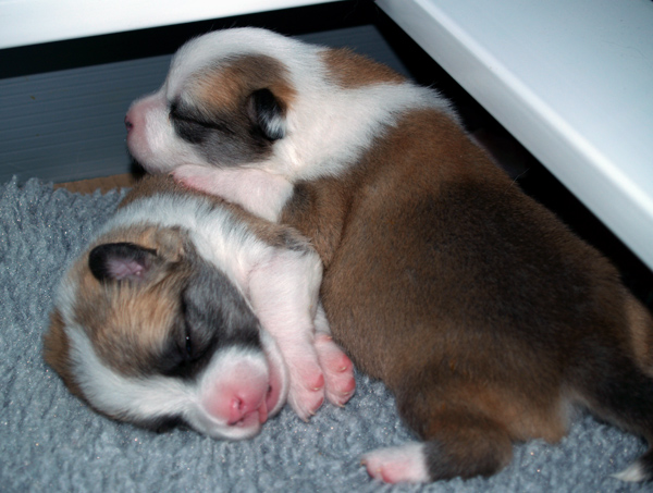 katla and Hekla sleep