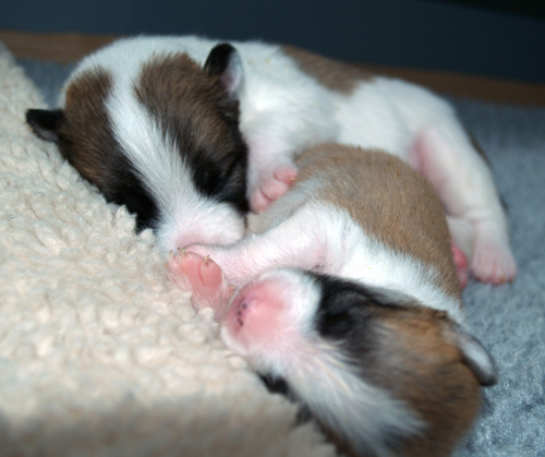 Snaefi and Hekla sleeping