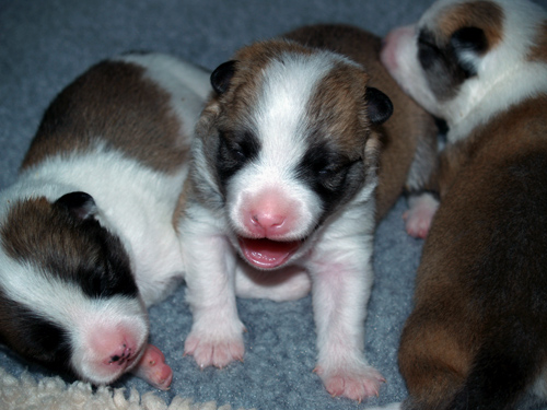 Hekla yawning