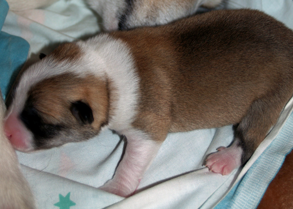 Hekla at 2 weeks