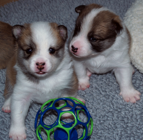 Snaefi sharing his ball with Katla