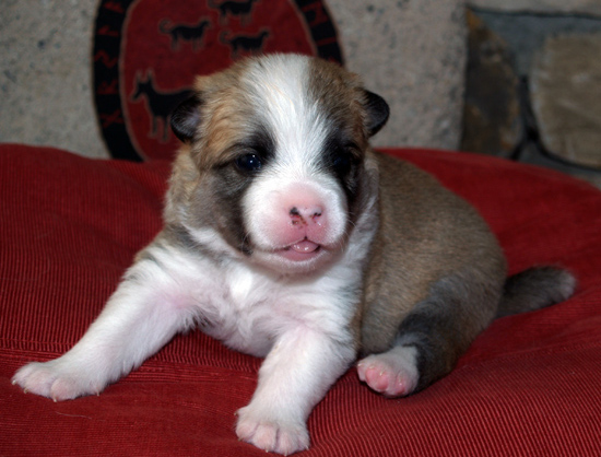 Hekla at 3 weeks