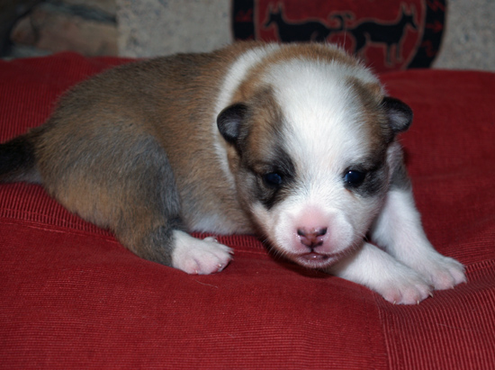 Katla at 3 weeks