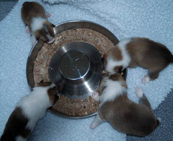 Kibbles time at the feeding trough