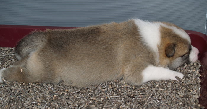 Hekla - Queen of the Litterbox