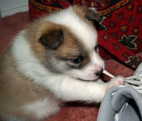 Katla loves shoelaces