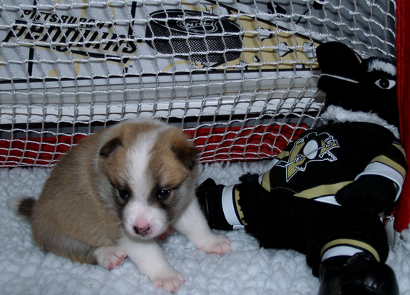 Hekla at 4 weeks