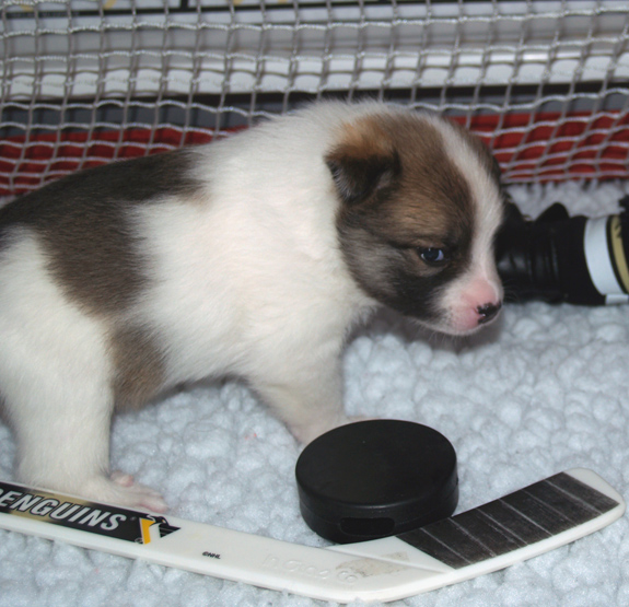 Snaefi at 4 weeks