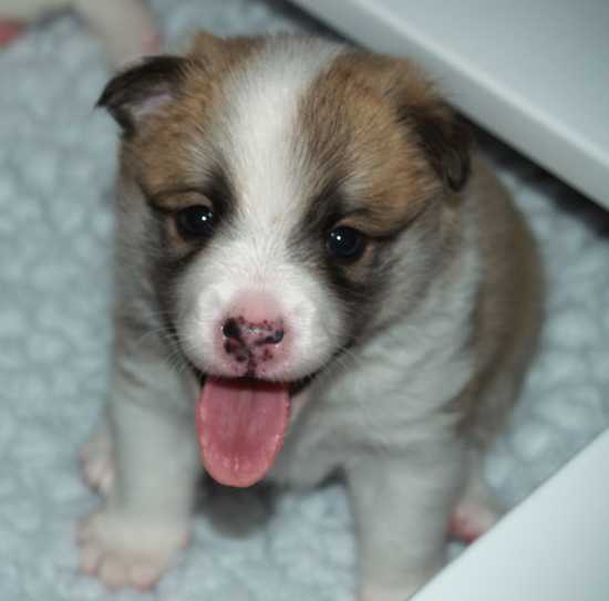 Hekla at 4 weeks