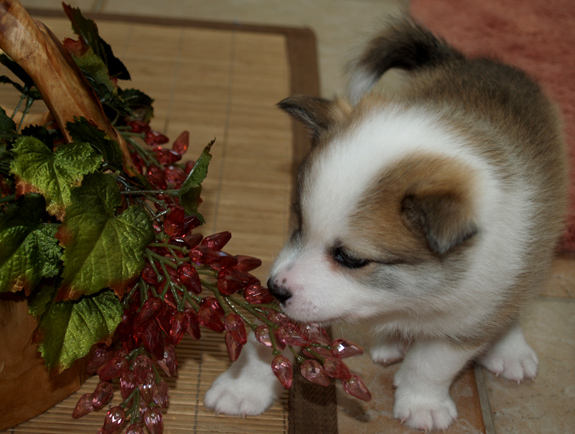 Katla at 5 weeks