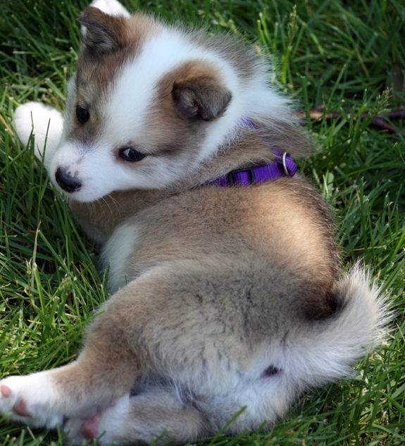 Katla at 6 weeks