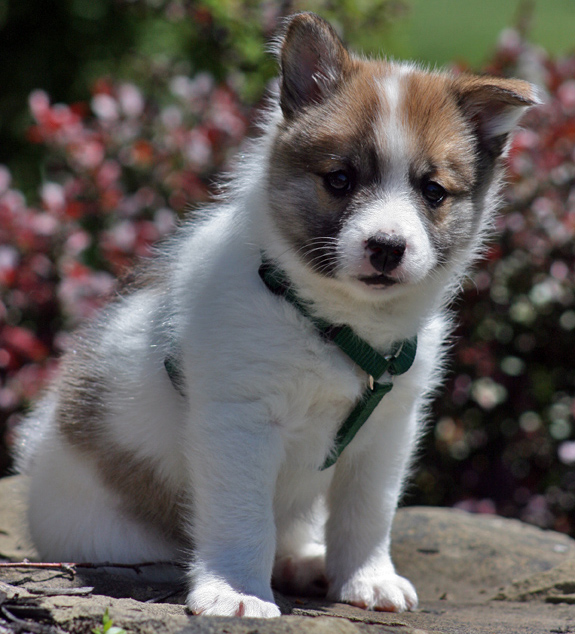 Snaefi at 6 weeks