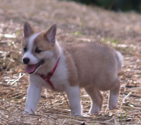 Hekla at 7 weeks