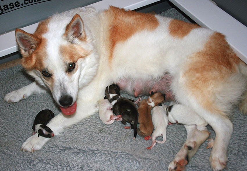 Misty and Reike's litter