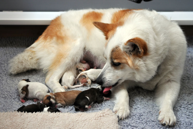 Misty and Reike's litter