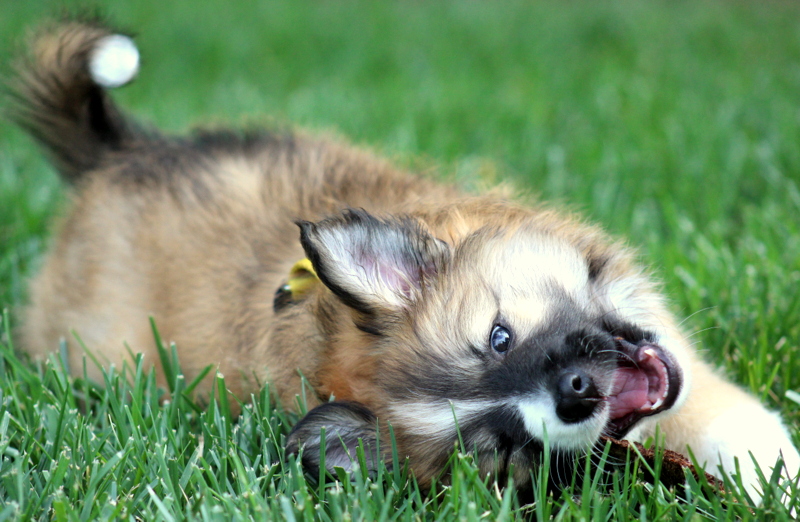 Gryla at 8 weeks