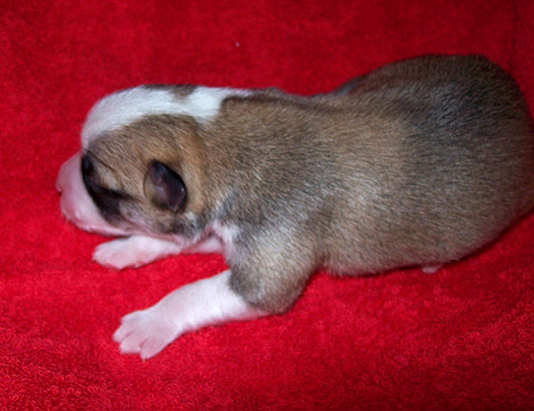 Pup 1 - female