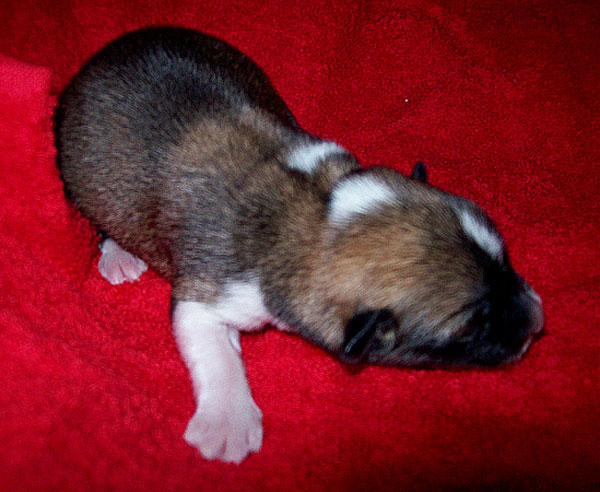 Pup 2 - female