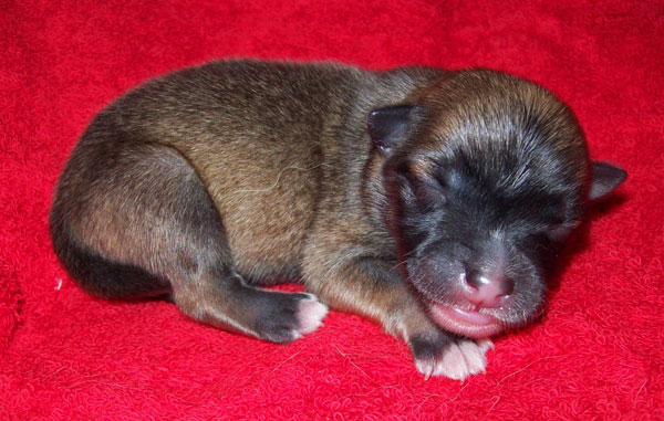 Pup 3 - male