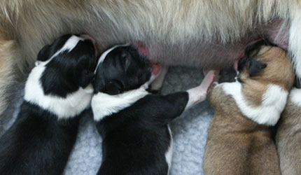 Runestone Puppies